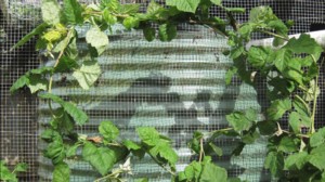 Build a berry cage